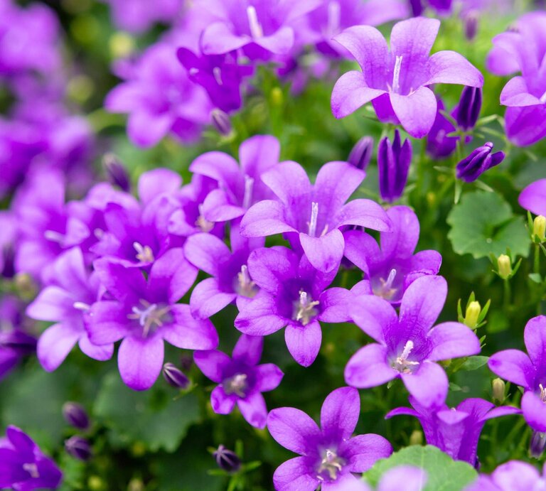 Nahaufnahme von Lila Glockenblumen  | © Getty Images
