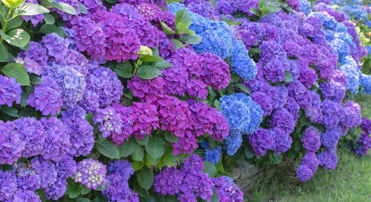 Üppige Hortensien in kräftigem Blau, Lila und Violett blühen dicht nebeneinander in einem sonnigen Garten.