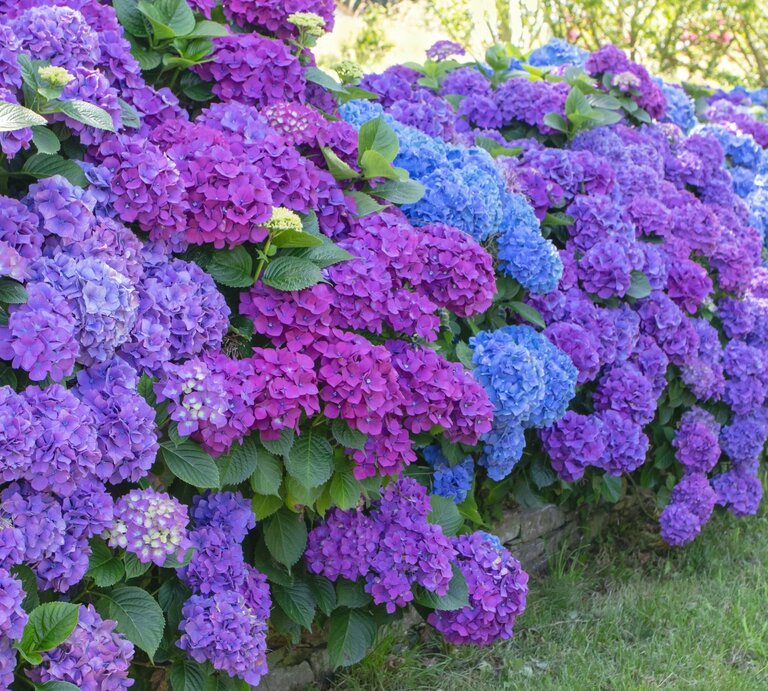Üppige Hortensien in kräftigem Blau, Lila und Violett blühen dicht nebeneinander in einem sonnigen Garten. | © Shutterstock/Svetlana Zhukova
