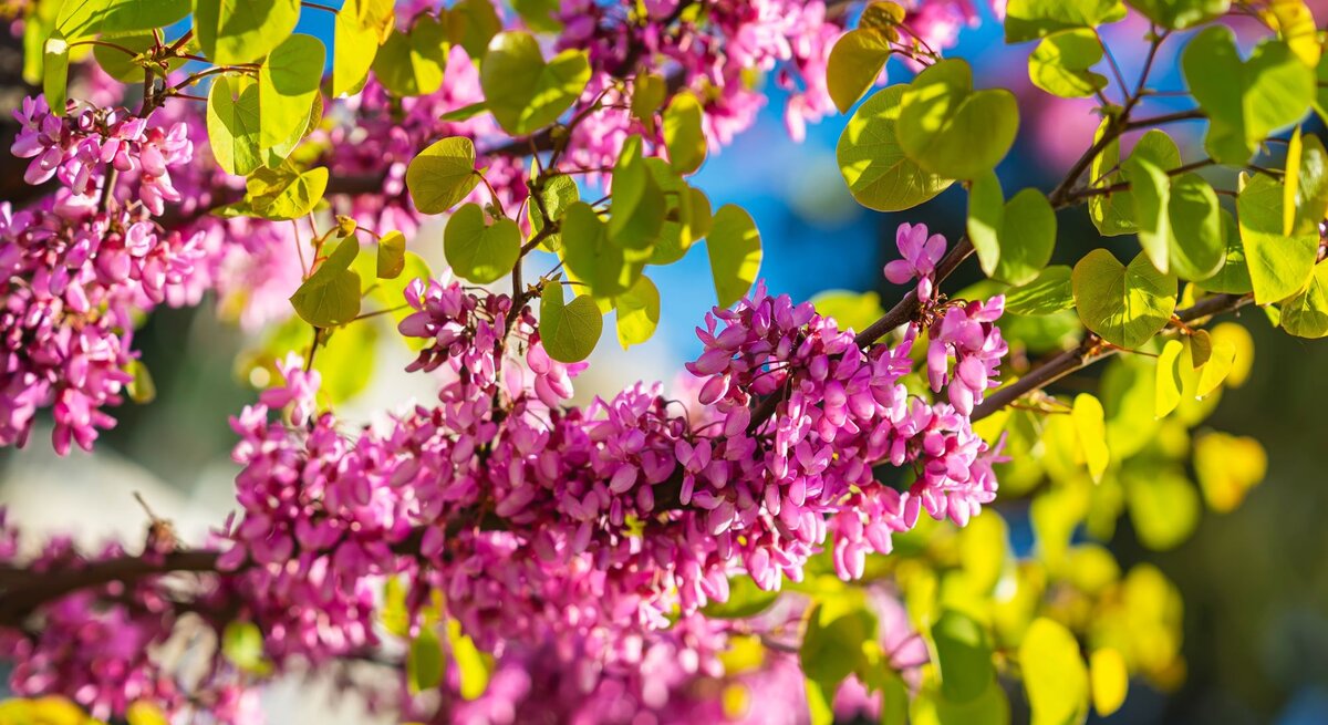 Zweig eines Judasbaums mit leuchtend pinken Blüten und grünen Blättern vor blauem Himmel im Sonnenlicht.