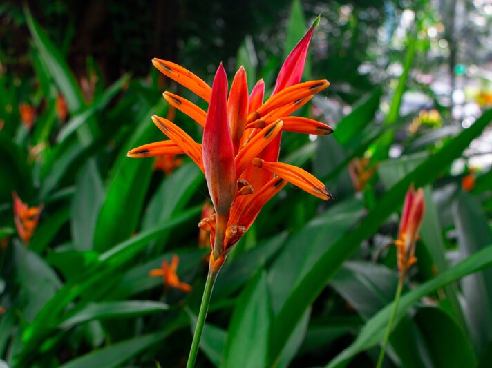 Eine leuchtend orangefarbene Blüte mit spitzen Blättern ragt aus grünen Blättern im Hintergrund hervor. | © Shutterstock/S.O.E