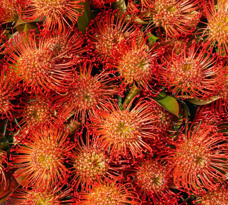 Orangefarbene Nadelkissenblumen blühen dicht nebeneinander. | © Shutterstock/s8