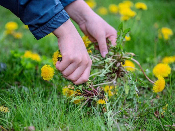 Löwenzahn im Rasen | © Shutterstock/VisualArtStudio