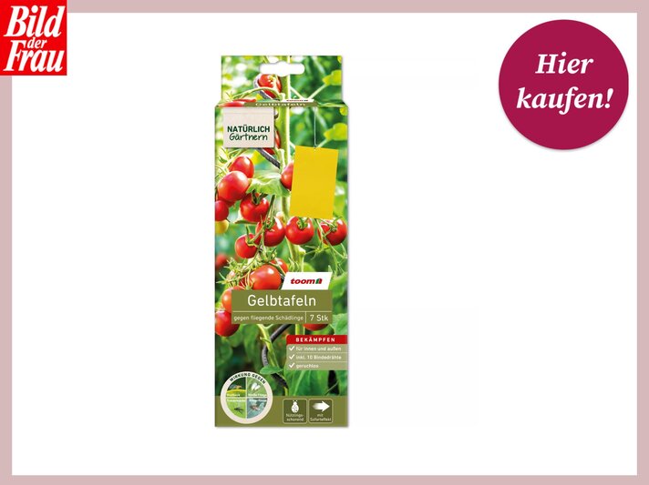 Verpackung von Gelbtafeln gegen fliegende Schädlinge, umgeben von Tomatenpflanzen, mit „Hier kaufen“-Button und „Bild der Frau“-Logo. | © toom