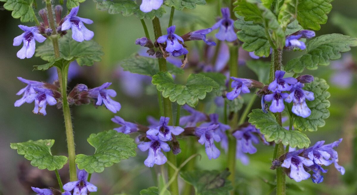 Wilder Gundermann mit zarten blauvioletten Blüten im Grün.