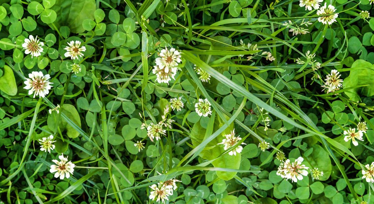 Grüner Klee und andere Wildpflanzen bedecken dicht den Boden, durchsetzt mit zarten weißen Blüten.