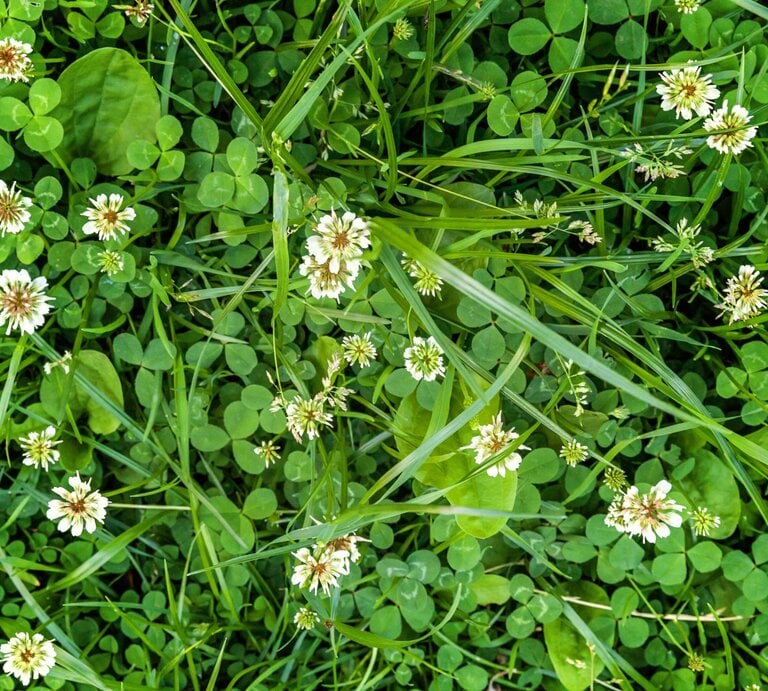Grüner Klee und andere Wildpflanzen bedecken dicht den Boden, durchsetzt mit zarten weißen Blüten. | © Shutterstock/Julia Zavalishina