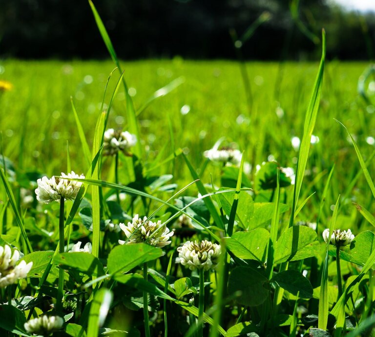 Klee wächst im Rasen bei Sonnenschein. | © Shutterstock/Nocciola