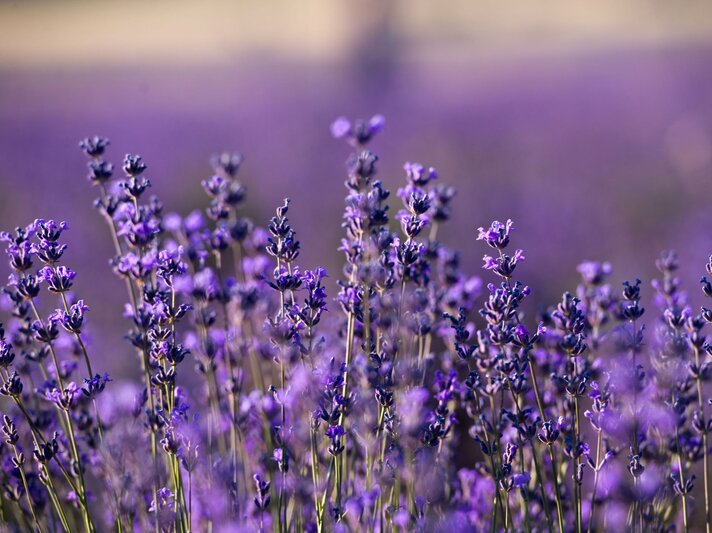Nahaufnahme eines Lavendelfeldes mit lila Blüten im Sommer, im Hintergrund verschwommene Pflanzen im warmen Licht. | © Shutterstock/freya-photographer