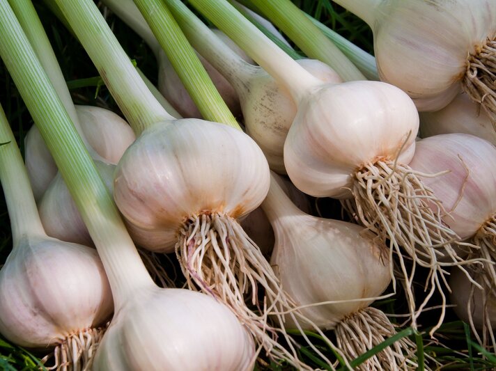 Frisch geernteter Knoblauch mit langen grünen Stielen und weißen Zwiebeln auf Gras liegend. | © Shutterstock/Liubomyr Tryhubyshyn