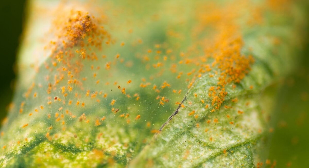 Spinnmilben mit Netz auf einem grünen Blatt