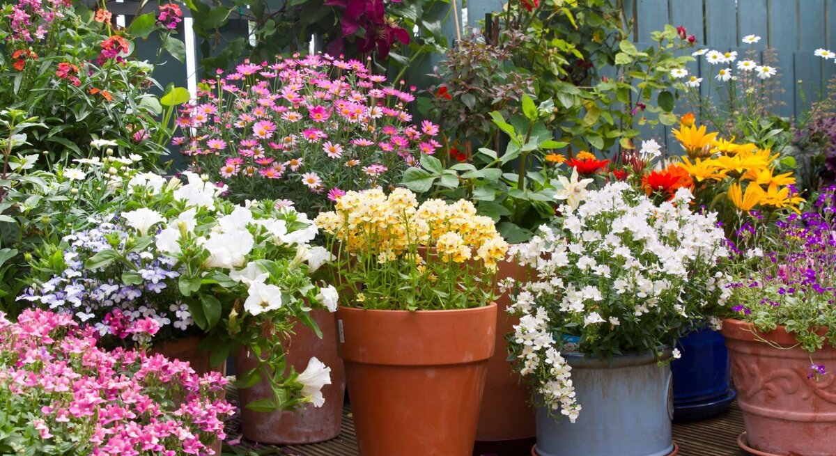 Verschiedene bunte Blumen blühen in Töpfen auf einer Holzterrasse, umgeben von grünen Sträuchern und einem blauen Holzzaun.