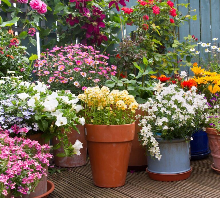 Verschiedene bunte Blumen blühen in Töpfen auf einer Holzterrasse, umgeben von grünen Sträuchern und einem blauen Holzzaun. | © Shutterstock/CLICKMANIS