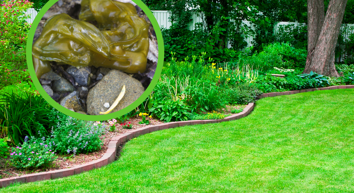 Gepflegter Garten mit Blumenbeeten und Bäumen, im Fokus eine schleimige braune Schnecke auf Kieselsteinen.