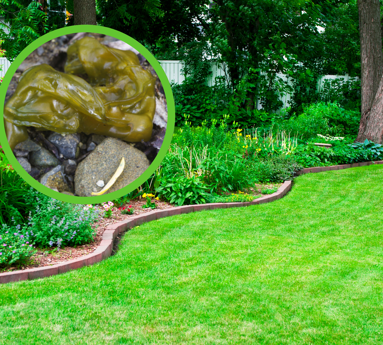 Gepflegter Garten mit Blumenbeeten und Bäumen, im Fokus eine schleimige braune Schnecke auf Kieselsteinen. | © Canva, imago-images.de/blickwinkel [M]