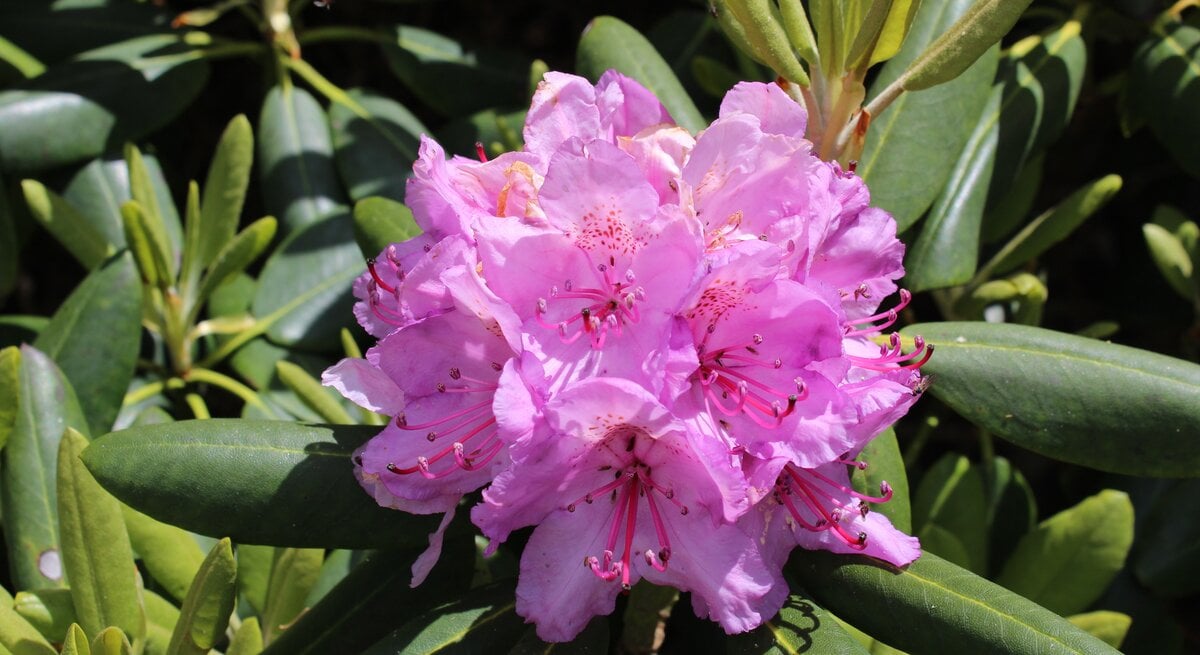 Rhododendron Blüte in Rosa als Nahaufnahme
