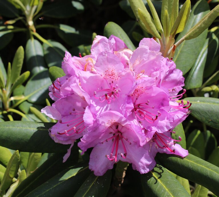 Rhododendron Blüte in Rosa als Nahaufnahme | © Getty Images