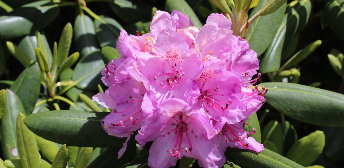 Rhododendron Blüte in Rosa als Nahaufnahme | © Getty Images