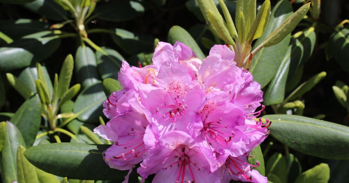 Rhododendron dngen: Bester Dnger fr ppige Blten ist Kchen-Abfall