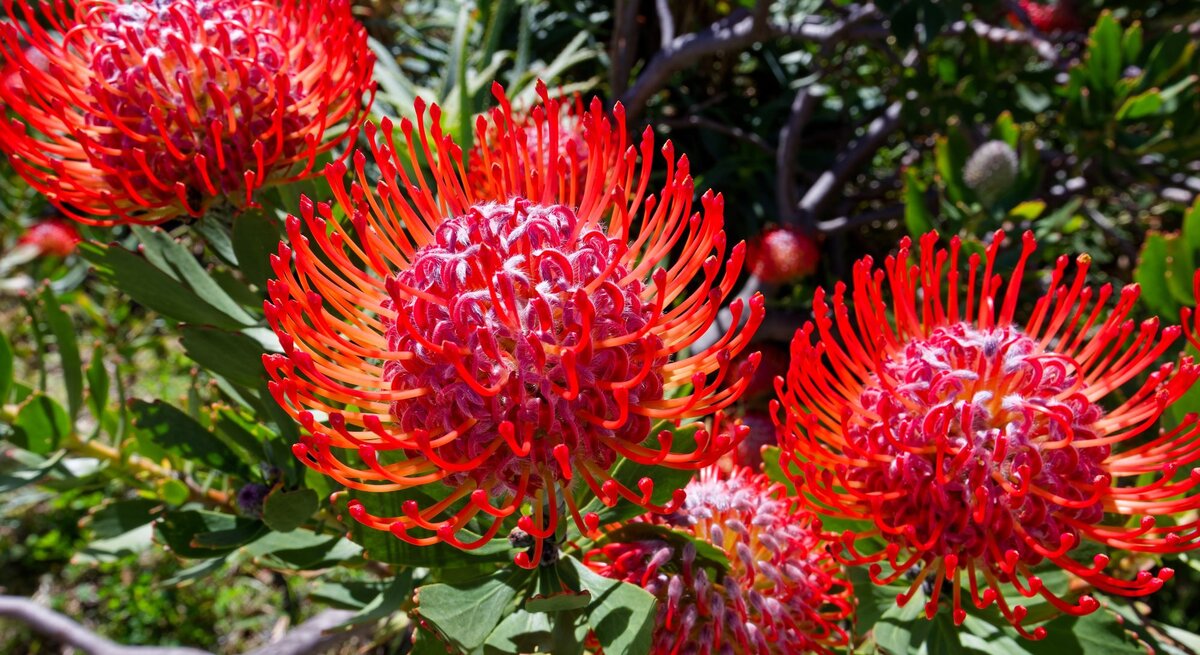 Vier leuchtend rote Protea-Blüten mit filigranen, gebogenen Blütenstempeln strahlen in der Sonne vor einem grünen Buschhintergrund.