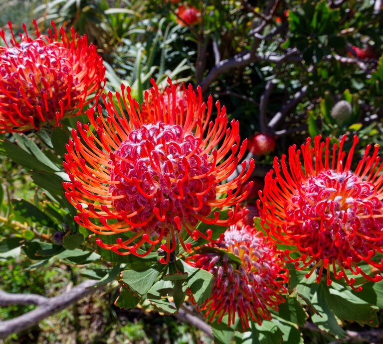 Vier leuchtend rote Protea-Blüten mit filigranen, gebogenen Blütenstempeln strahlen in der Sonne vor einem grünen Buschhintergrund. | © Shutterstock/Jacques Hugo