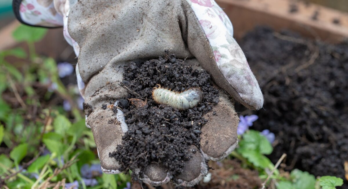 Eine mit Erde bedeckte Gartenhandschuh-Hand hält eine dicke Engerling-Larve über grünem Hochbeet mit violetten Blüten.