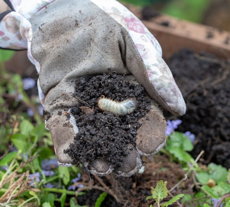 Eine mit Erde bedeckte Gartenhandschuh-Hand hält eine dicke Engerling-Larve über grünem Hochbeet mit violetten Blüten. | © Adobe Stock/ bilderhexchen