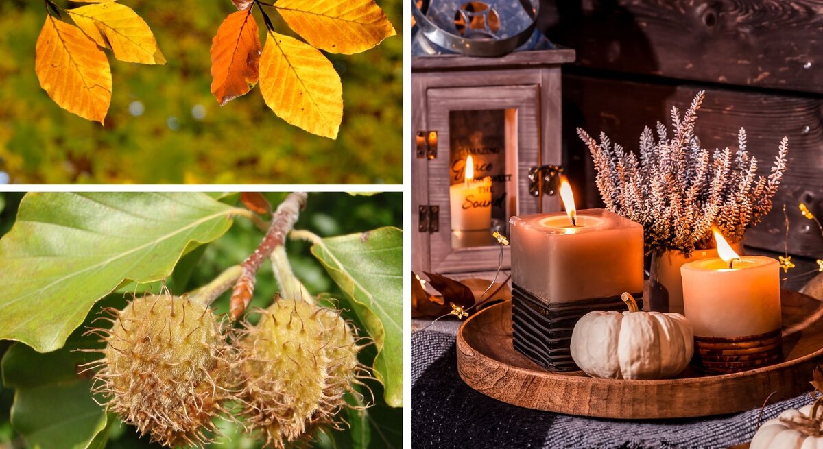 Goldene Herbstblätter leuchten vor grünem Hintergrund, daneben hängende, stachelige Bucheckern und ein gemütlich dekoriertes Kerzenarrangement.