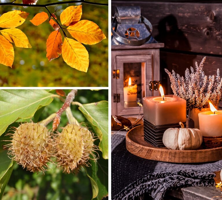 Goldene Herbstblätter leuchten vor grünem Hintergrund, daneben hängende, stachelige Bucheckern und ein gemütlich dekoriertes Kerzenarrangement. | © Collage: bildderfrau.de; Canva