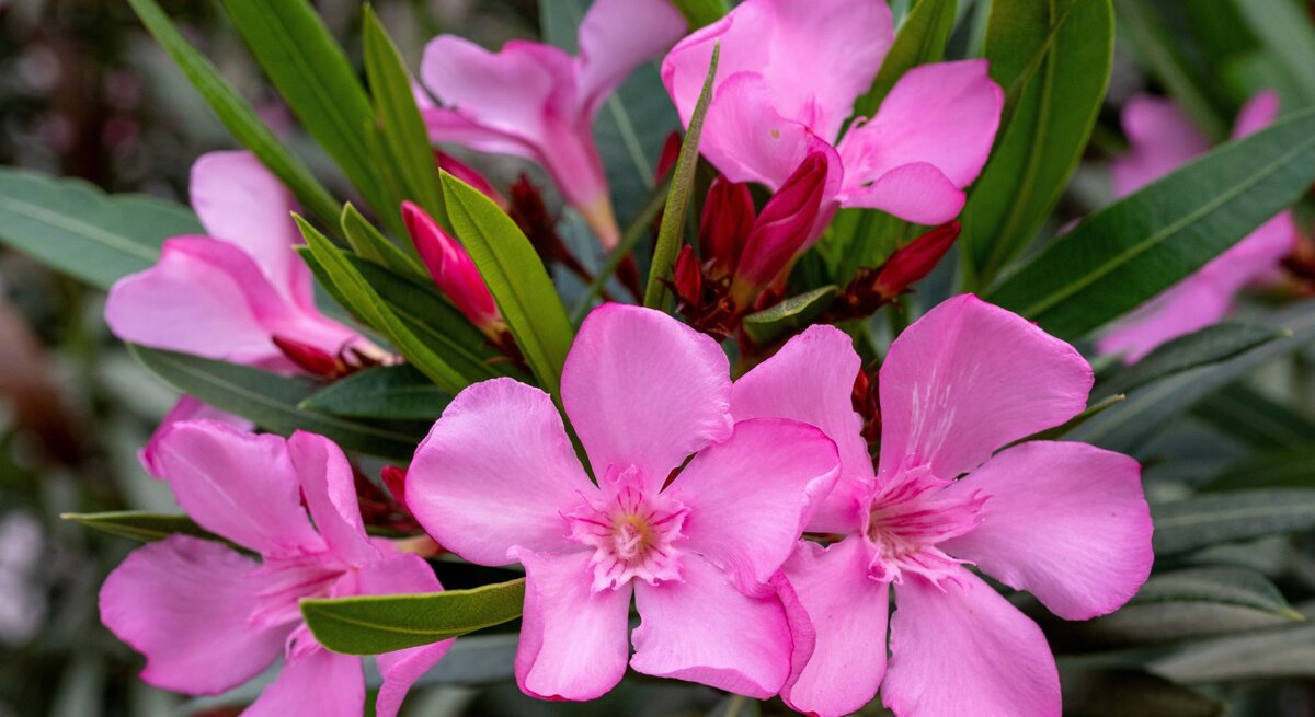 Nahaufnahme von leuchtend pinken Oleanderblüten, umgeben von schmalen, grünen Blättern vor einem unscharfen Hintergrund.