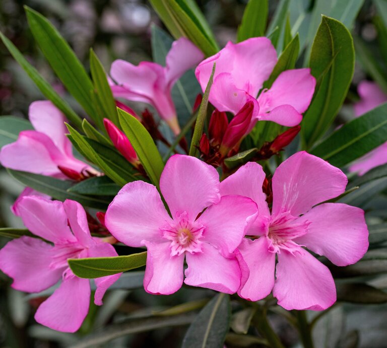 Nahaufnahme von leuchtend pinken Oleanderblüten, umgeben von schmalen, grünen Blättern vor einem unscharfen Hintergrund. | © Shutterstock/Ender BAYINDIR