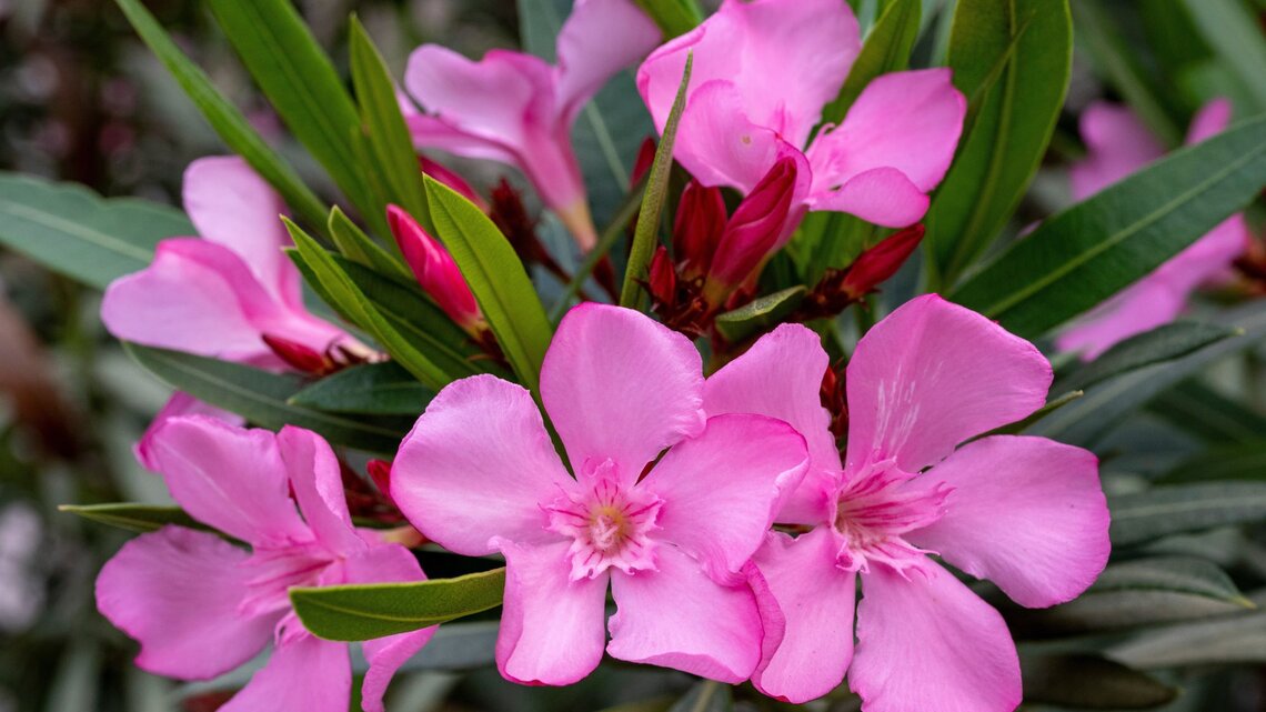 Oleander überwintern: Mit diesem genialen Jutesack-Set von Lidl