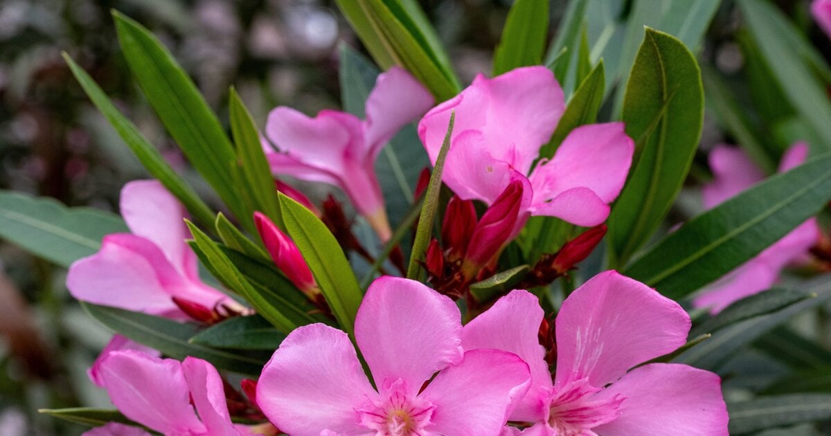 Oleander überwintern: Mit diesem genialen Jutesack-Set von Lidl