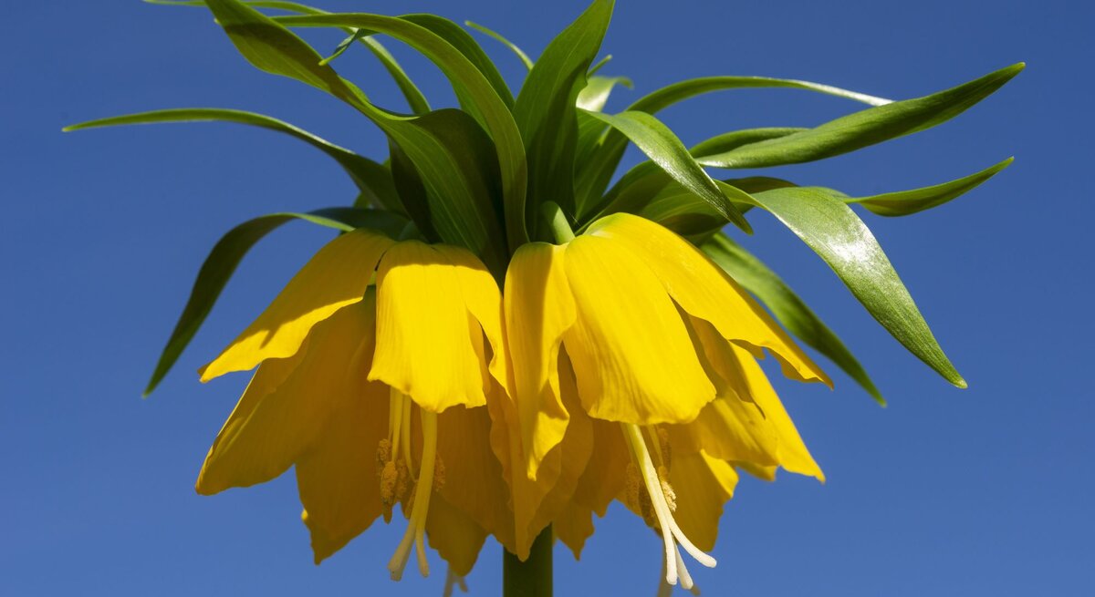 Gelbe Blume Kaiserkrone vor blauem Hintergrund