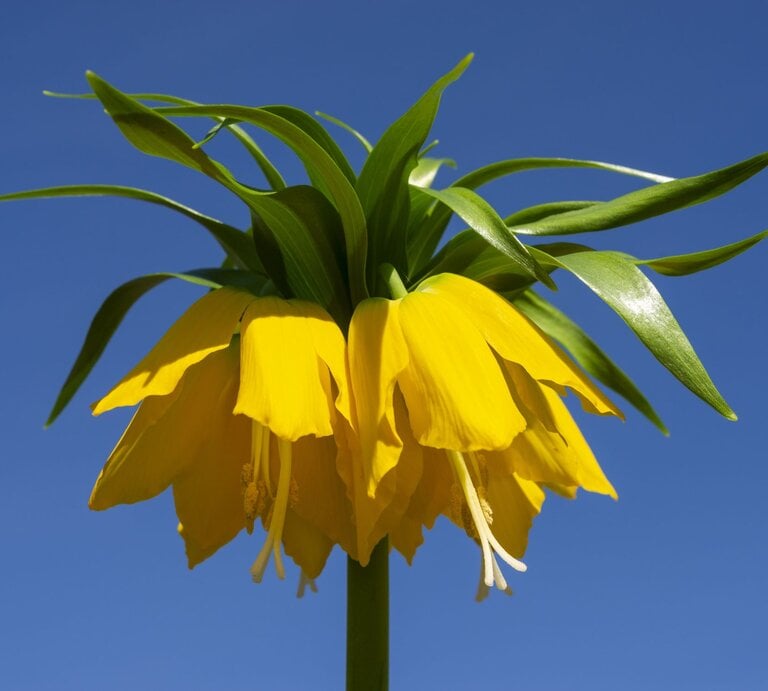 Gelbe Blume Kaiserkrone vor blauem Hintergrund | © gettyimages/  R A Kearton