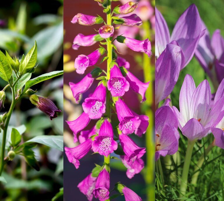 Drei violette Giftpflanzen im Detail: Tollkirsche links mit grünen Blättern, Fingerhut in der Mitte, Herbstzeitlose rechts. | © Shutterstock/Simon Groewe (l.), pticelov (M.), Kabar (r.)