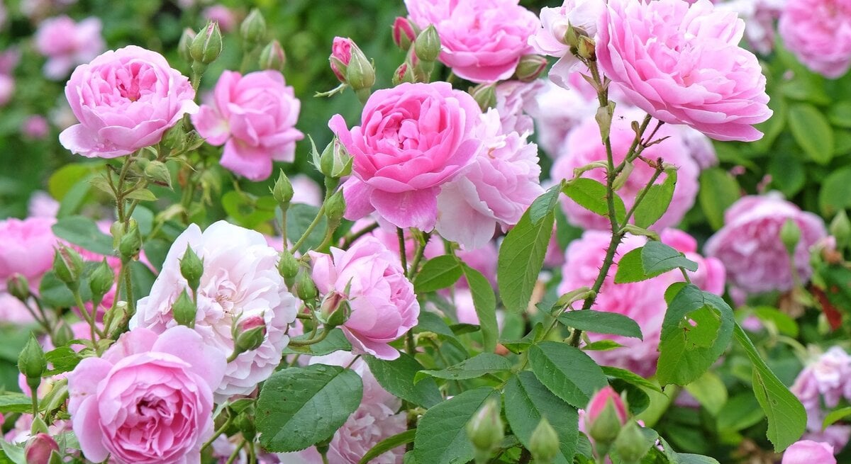 Üppig blühende rosa Rosen mit zarten Blütenblättern und grünen Blättern in einem sommerlichen Garten.