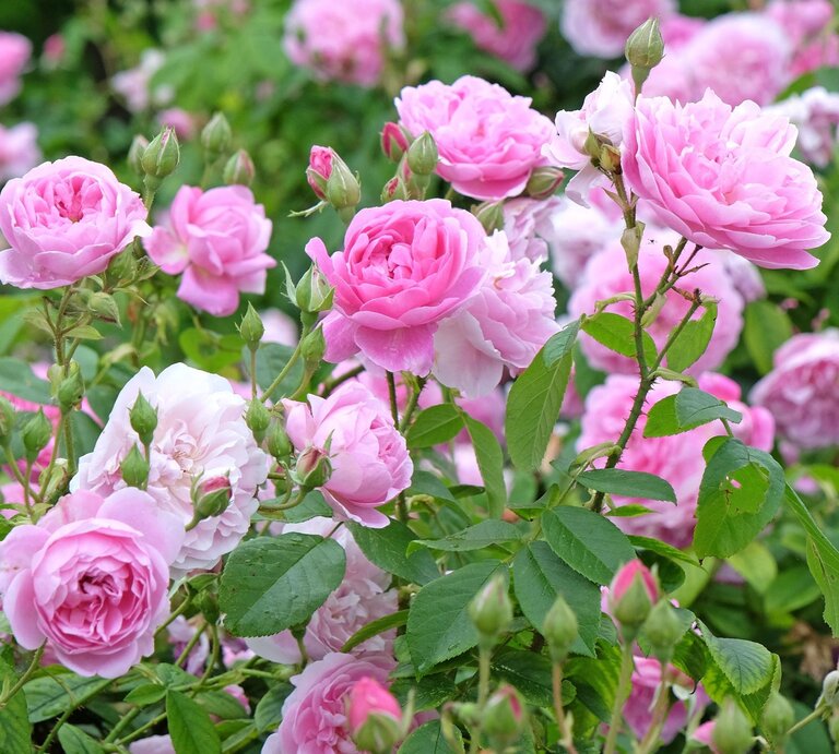 Üppig blühende rosa Rosen mit zarten Blütenblättern und grünen Blättern in einem sommerlichen Garten. | © Shutterstock/Alex Manders
