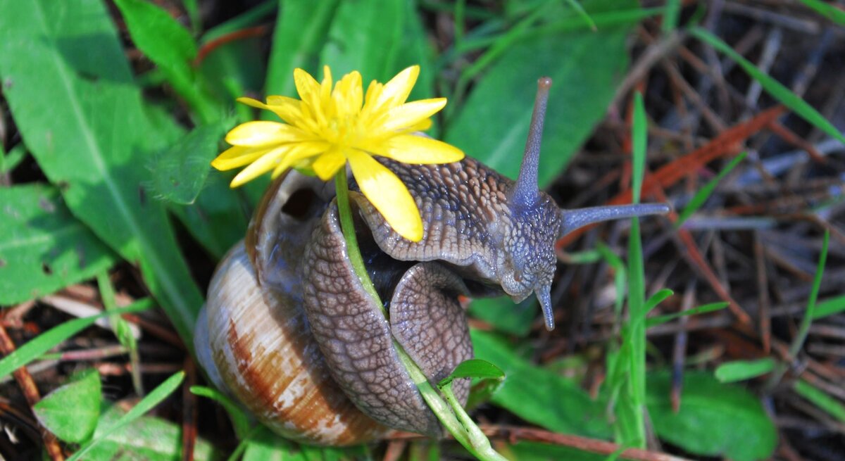 Eine Weinbergschnecke mit braunem Gehäuse kriecht über grünes Laub und trägt dabei eine leuchtend gelbe Blüte auf dem Haus.