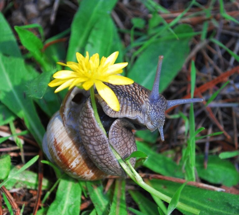 Eine Weinbergschnecke mit braunem Gehäuse kriecht über grünes Laub und trägt dabei eine leuchtend gelbe Blüte auf dem Haus. | © Adobe Stock/ Less Nick