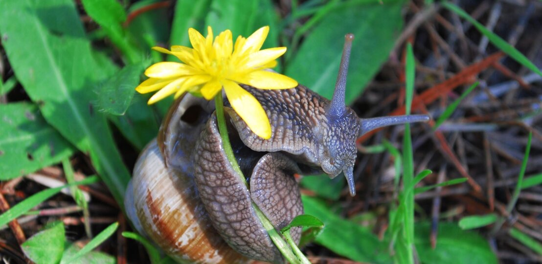 Eine Weinbergschnecke mit braunem Gehäuse kriecht über grünes Laub und trägt dabei eine leuchtend gelbe Blüte auf dem Haus. | © Adobe Stock/ Less Nick
