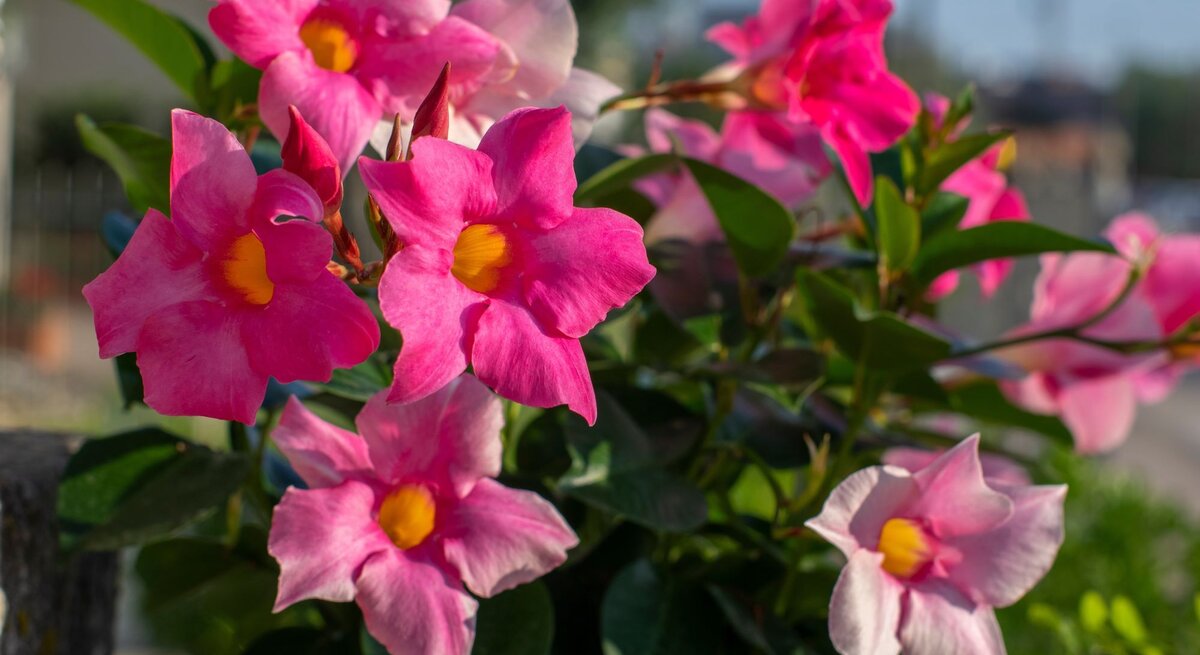 Pinke Dipladenia-Blüten mit gelbem Zentrum blühen in der Sonne vor unscharfem Hintergrund und grünem Laub.