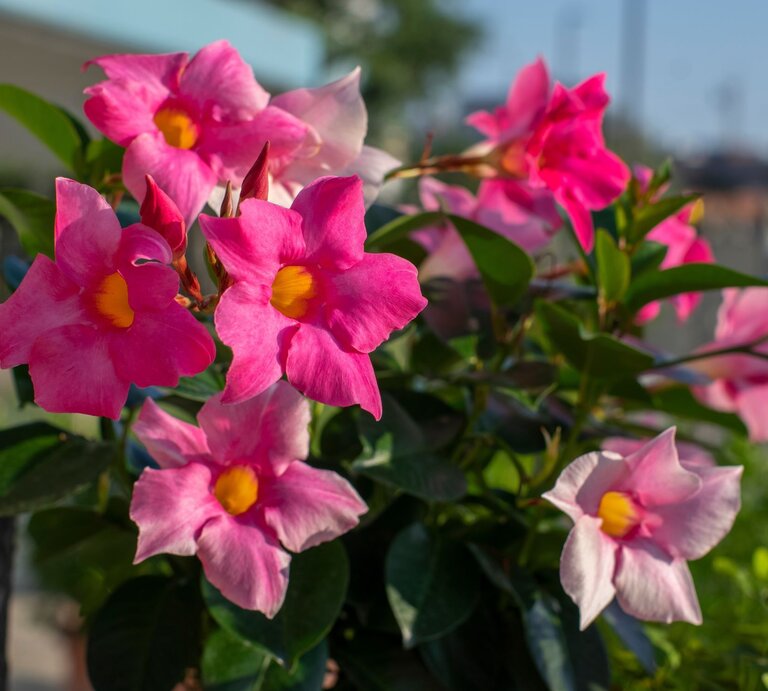 Pinke Dipladenia-Blüten mit gelbem Zentrum blühen in der Sonne vor unscharfem Hintergrund und grünem Laub. | © Shutterstock/Iva Vagnerova
