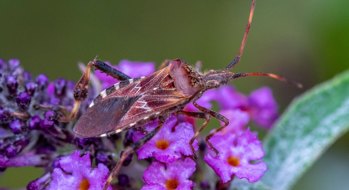 Braune Kiefernwanze mit langen Fühlern sitzt auf violett blühendem Sommerflieder, grüne Blätter im Hintergrund unscharf.