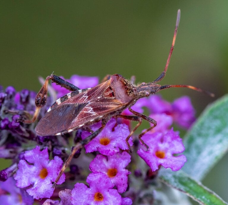 Braune Kiefernwanze mit langen Fühlern sitzt auf violett blühendem Sommerflieder, grüne Blätter im Hintergrund unscharf. | © Adobe Stock / Rolf Müller