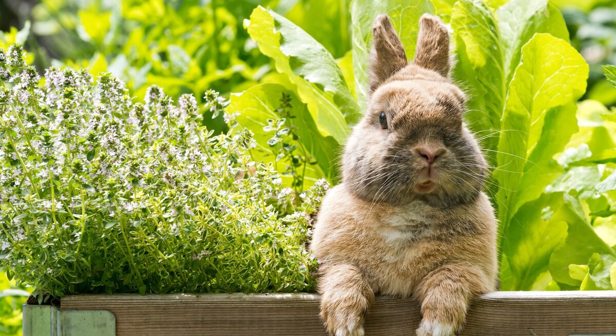 Flauschiges braunes Kaninchen lehnt mit den Pfoten an einem Hochbeet mit Thymian und Salat im sonnigen Garten.