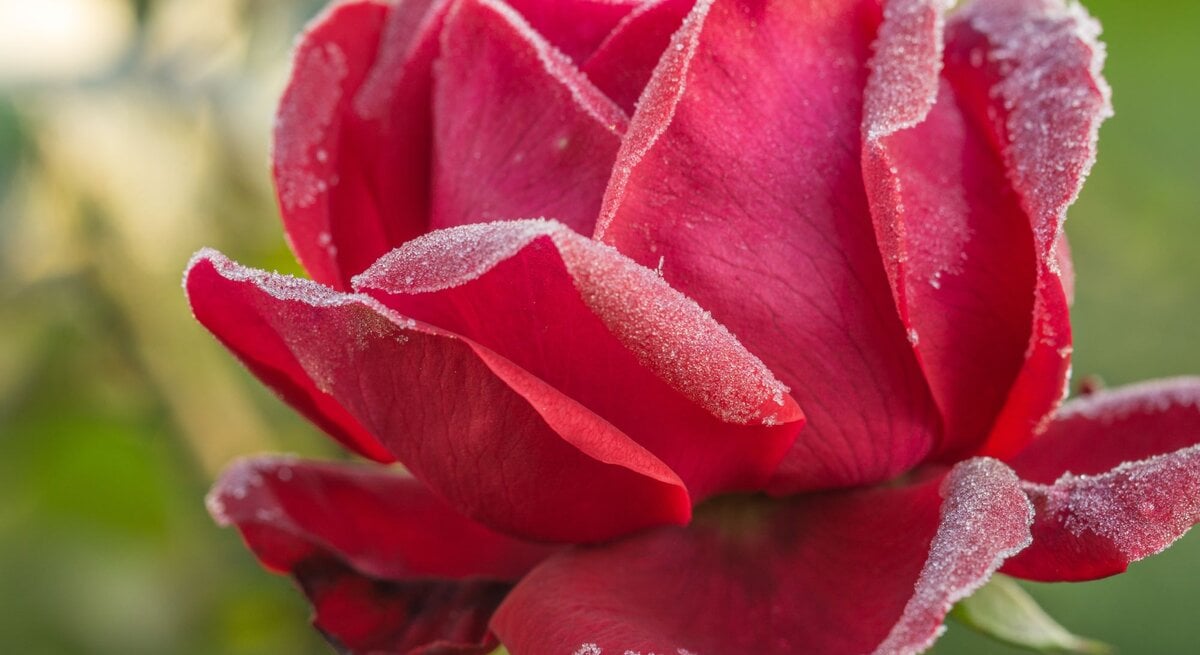 Eine prächtige rote Rose, bedeckt mit frostigen Eiskristallen, im sanften Morgenlicht.