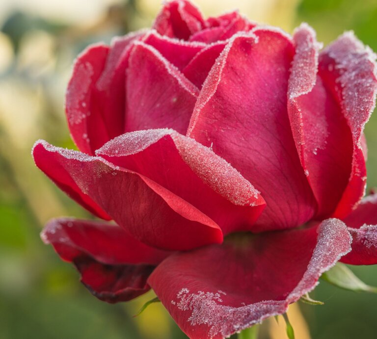 Eine prächtige rote Rose, bedeckt mit frostigen Eiskristallen, im sanften Morgenlicht. | © GettyImages/hsvrs