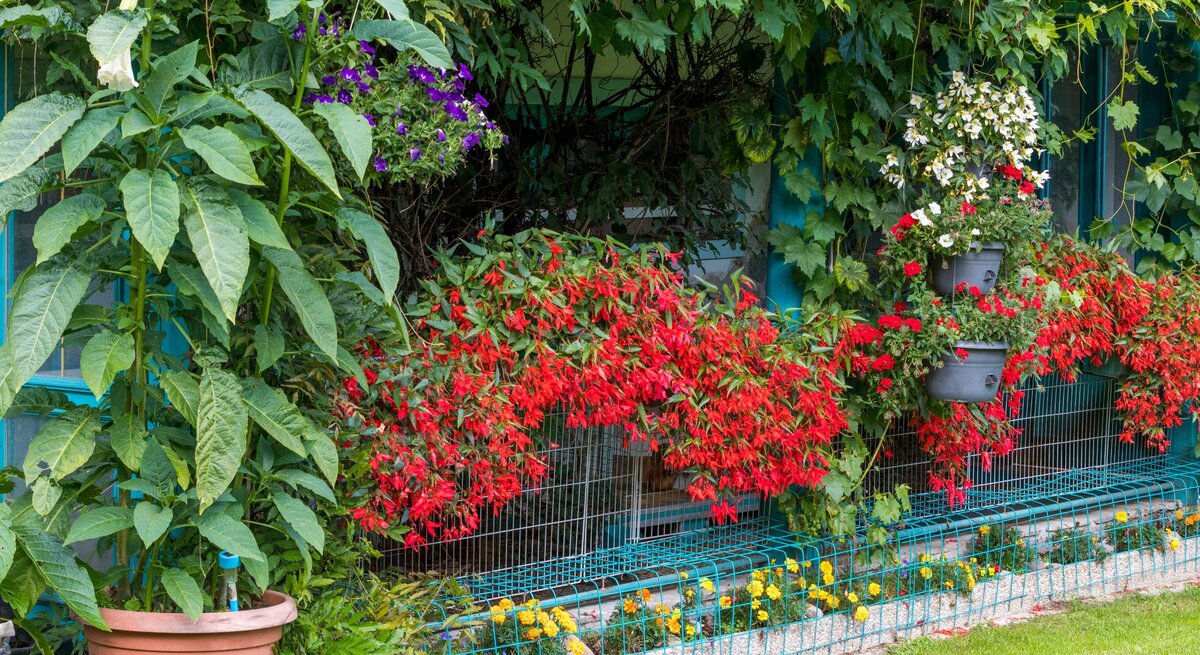 Üppige Balkonbepflanzung mit roten Fuchsien, hängenden Petunien und wildem Wein vor einem blau gestrichenen Gartenhaus.