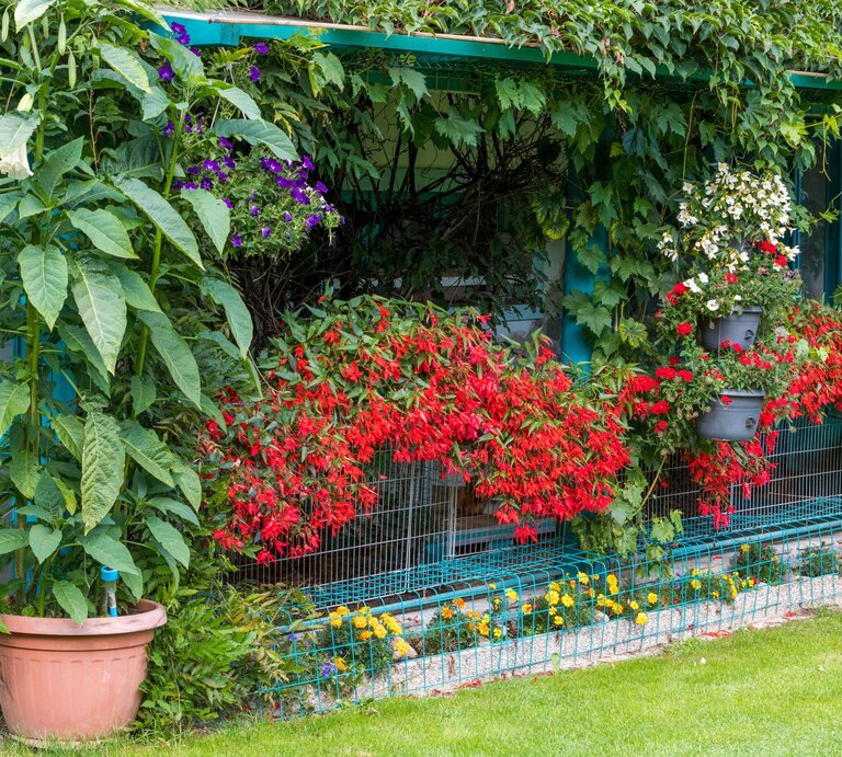 Üppige Balkonbepflanzung mit roten Fuchsien, hängenden Petunien und wildem Wein vor einem blau gestrichenen Gartenhaus. | © Adobe Stock / ArtushFoto